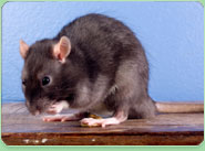 rat control Leeds