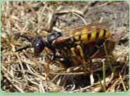 wasp control Leeds